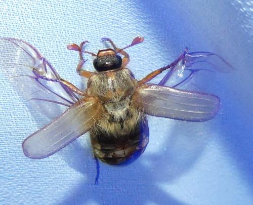 Amphimallon solstitiale